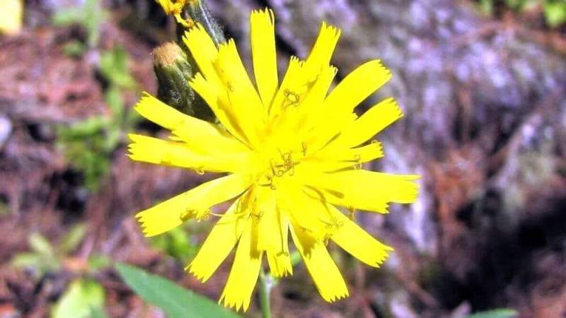 В Кемеровской области на территории Шорского национального парка найден редкий цветок